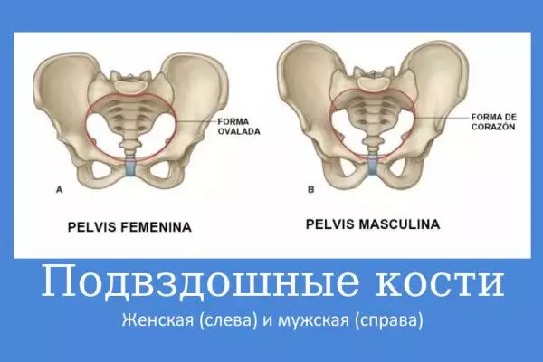 Где Находится Подвздошная Кость У Человека Фото